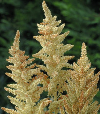 Laskavec Autumn Touch - Amaranthus caudatus - semena laskavce - 270 ks