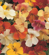 Kejklířka zkřížená Magic Mix F1 - Mimulus hybridus - semena kejklířky - 20 ks