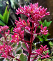 Rozchodník pochybný Voodoo - Sedum spurium - semena rozchodníku - 50 ks