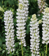 Lupina bílá - Lupinus - prostokořenné sazenice lupiny - 1 ks