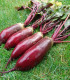 Řepa salátová Renova - Beta vulgaris L. var. conditiva - semena řepy - 70 ks