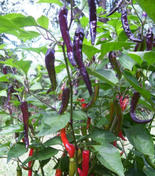Chilli Kajenský pepř Purple - Capsicum annuum - semena chilli - 8 ks