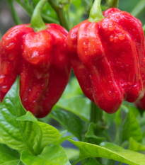 Chilli červené Habanero - Capsicum chinense - semena chilli - 6 ks