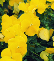 Maceška převislá Cool Wave Golden Yellow F1 - Viola x wittrockiana - semena macešky - 10 ks