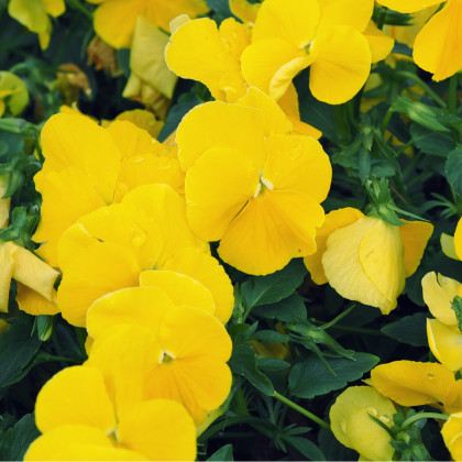 Maceška převislá Cool Wave Golden Yellow F1 - Viola x wittrockiana - semena macešky - 10 ks