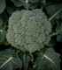 Brokolice Apolena F1 - Brassica oleracea L. - semena brokolice - 30 ks