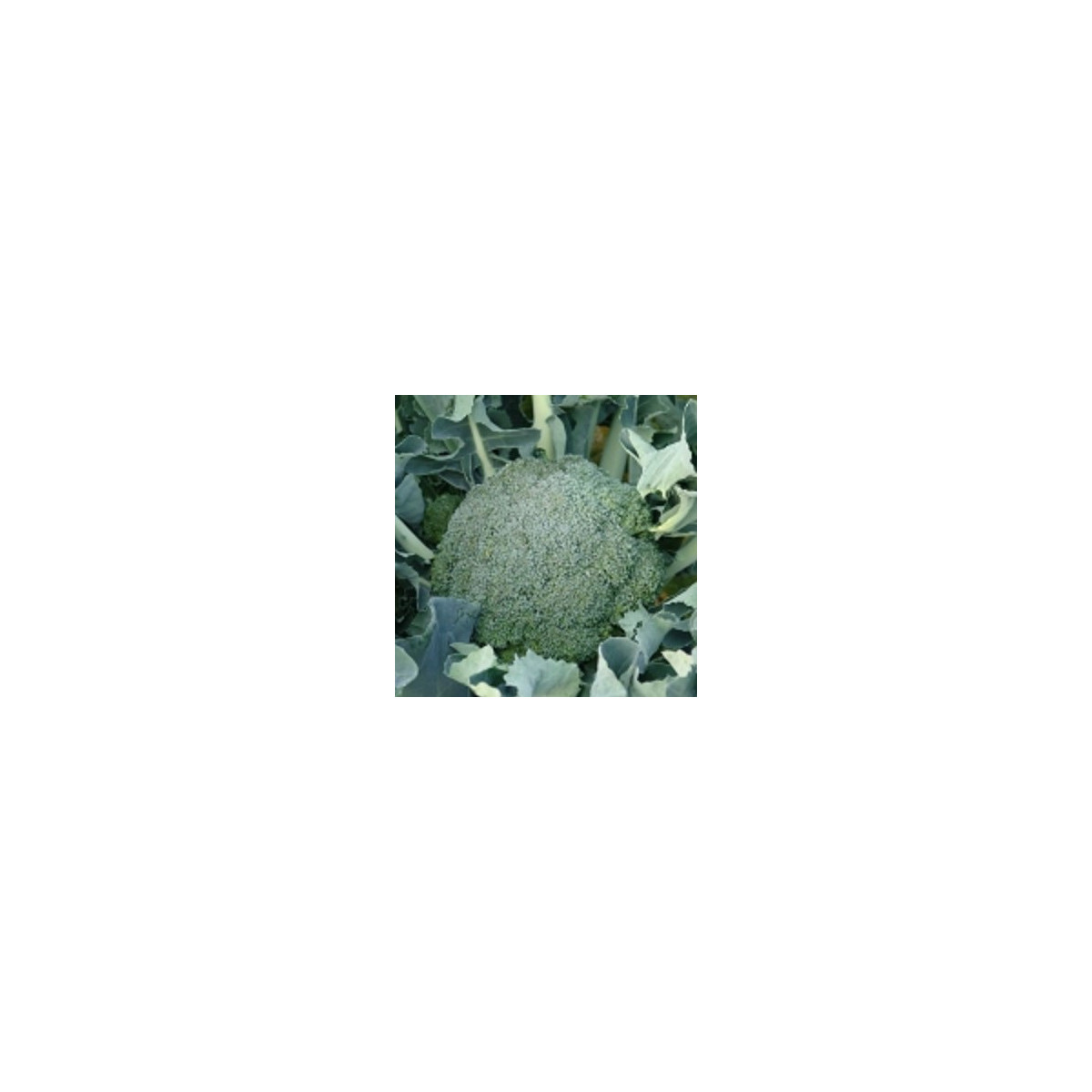 Brokolice Apolena F1 - Brassica oleracea L. - semena brokolice - 30 ks