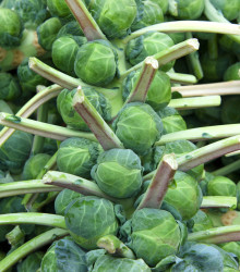 Kapusta růžičková Casiopea - Brassica oleracea - semena kapusty - 400 ks