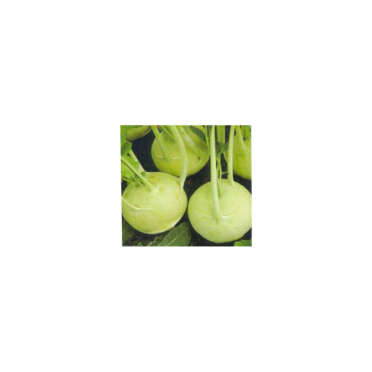 Kedluben extra jemný - rostlina Brassica oleracea - prodej semen kedlubny - 50 ks