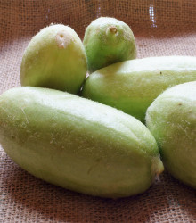 Meloun zeleninový Carosello Baresey - Cucumis flexuosus - semena melounu - 7 ks