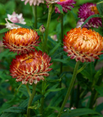 Slaměnka bronzová - Helichrysum bracteatum - semena slaměnky - 500 ks