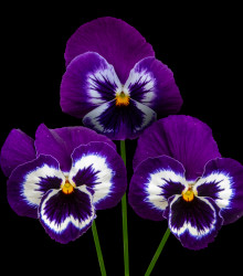 Violka fialovobílá Inspire F1 - Viola x wittrockiana - semena violky - 20 ks