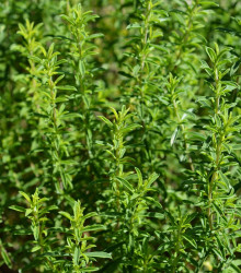 Saturejka horská - Satureja montana - semena saturejky - 0,5 g