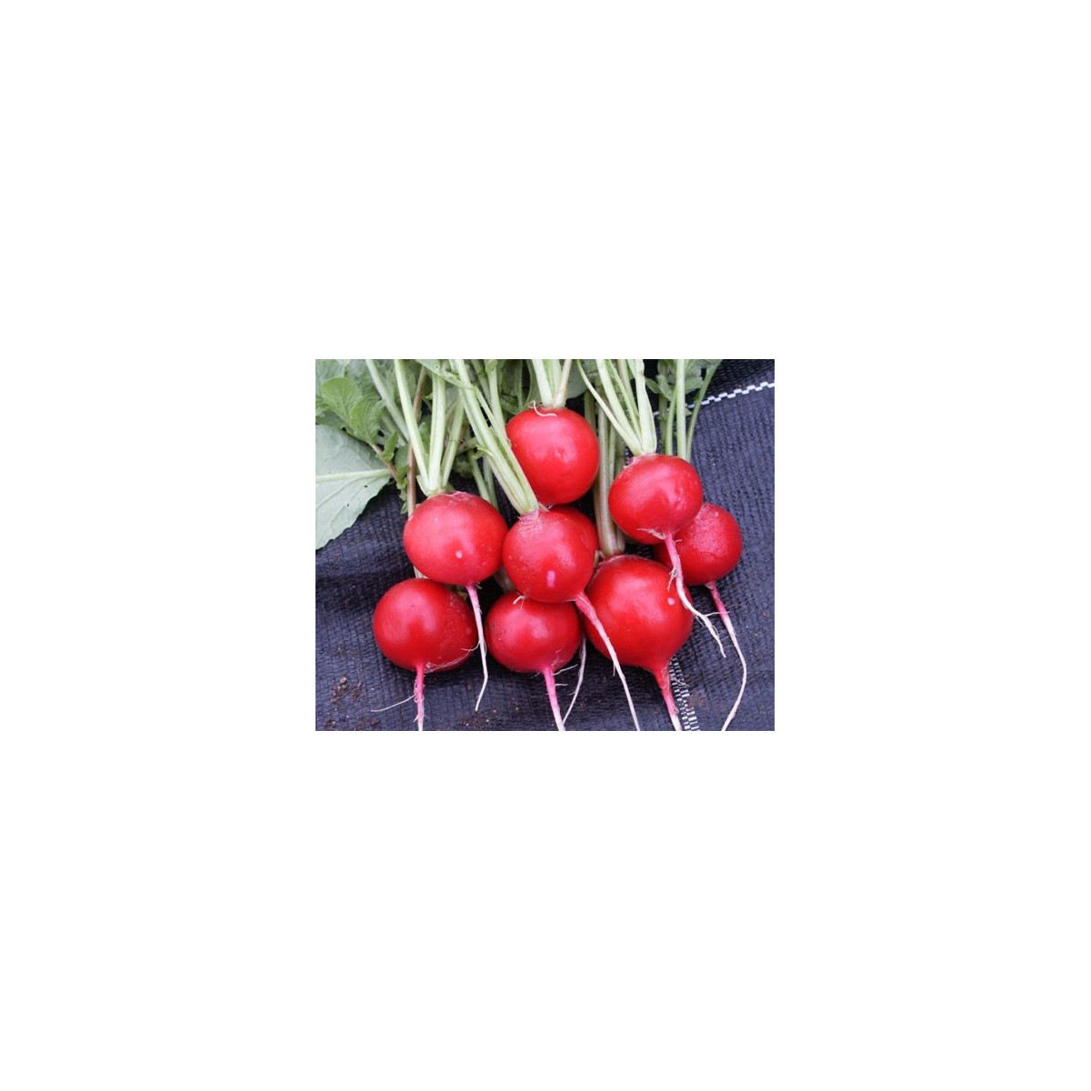 Ředkvička červená kulatá - Carnita - prodej semen ředkvičky - 