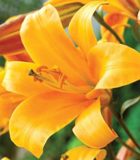 Lilie Orange Planet - Lilium - cibule lilie - 1 ks