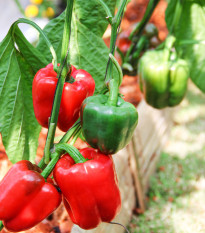 Paprika Yolo Wonder - Capsicum annuum - semena papriky - 20 ks