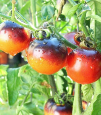 Rajče Indigo Rose - Solanum lycopersicum - semena rajčete - 7 ks