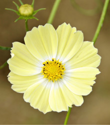 Krásenka žlutá Xanthos - Cosmos bipinnatus - semena krásenky - 20 ks