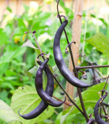 BIO Fazole fialová Teepee - Phaseolus vulgaris - bio semena fazole - 20 ks
