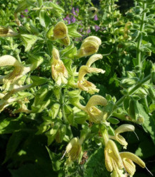 Šalvěj žlutá lepkavá - Salvia coccinea - semena šalvěje - 20 ks