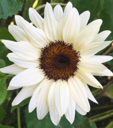 Slunečnice Pro Cut White & Black F1 - Helianthus annuus - semena slunečnice - 8 ks