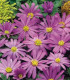 Sasanka Violet Star - Anemone blanda - hlízy sasanky - 3 ks