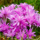 Ocún Waterlily - Colchicum - hlízy ocúnů - 1 ks