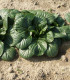 Tatsoi - Brassica rapa var rosularis - semena tatsoi - 100 ks