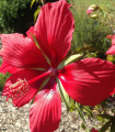 Ibišek šarlatový - Hibiscus coccineus - semena ibišku - 5 ks