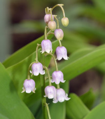 Konvalinka vonná růžová - Convallaria majalis - hlízy konvalinky - 1 ks