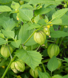 Tomatillo Verde - Physalis ixocarpa - semena tomatilla - 7 ks