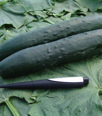 Okurka salátová Aikon F1 - Cucumis sativus - semena okurky - 10 ks