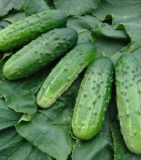 Okurka nakládačka Altaj F1 - Cucumis sativus - semena okurky - 15 ks