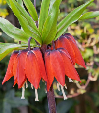 Řebčík královský červený - Fritillaria imperialis rubra - cibule řebčíku - 1 ks