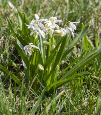 Ladoňka sibiřská bílá - Scilla siberica alba - cibule ladoňky - 3 ks