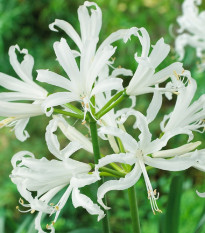 Nerine bílá - Nerine alba - hlízy nerine - 1 ks