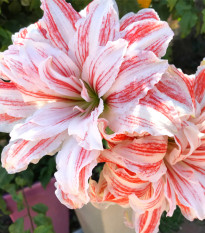 Hvězdník plnokvětý Dancing Queen - Hippeastrum - cibule hvězdníku - 1 ks