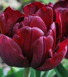 Tulipán Uncle Tom - Tulipa - cibule tulipánu - 3 ks
