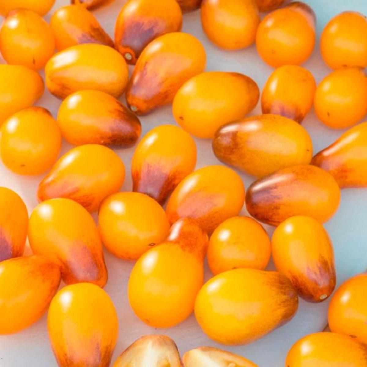 Rajče Indigo Pear Drops - Solanum lycopersicum - semena rajčete - 5 ks