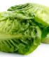 Salát Little Gem - Lactuca sativa - semena salátu - 400 ks