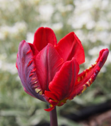 Tulipán Rococo - Tulipa - cibule tulipánu - 3 ks