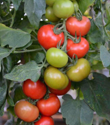 Rajče Crimson Crush PhR F1 - Solanum lycopersicum - semena rajčete - 7 ks