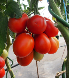 Rajče Sonet F1 - Solanum lycopersicum - semena rajčete - 20 ks