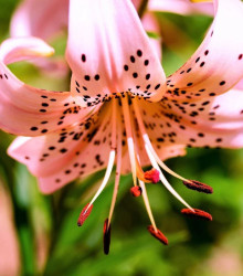 Lilie Pink Tiger - Lilium - cibule lilie - 1 ks