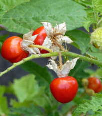 Rajče Liči - Solanum sisymbriifolium - semena rajčete - 6 ks