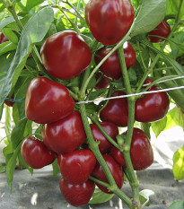 Paprika rajčatová Dumas - Capsicum annuum - semena papriky - 15 ks