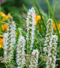 Šuškarda bílá Alba - Liatris spicata - hlízy šuškardy - 5 ks