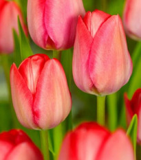 Tulipán Van Eijk - Tulipa - cibule tulipánu - 3 ks