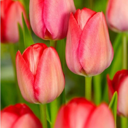 Tulipán Van Eijk - Tulipa - cibule tulipánu - 3 ks