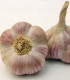 Sadbový česnek Anton - Allium sativum - nepaličák - cibule česneku - 1 balení